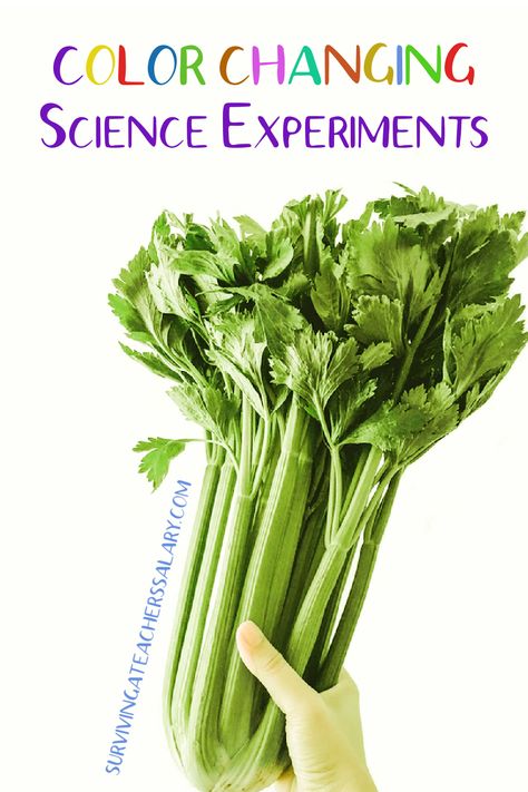 The classic celery color changing science experiment STEM activity is fun to do with flowers too and great for all ages! #handson #learning #science #stem #homeschool #teaching #teach #education #experiment #scienceexperiment Color Experiment, Easy Science Projects, Science Experiment For Kids, Experiment For Kids, Science Stem, Simple Science, Stem Activity, Easy Science Experiments, Teacher Lessons