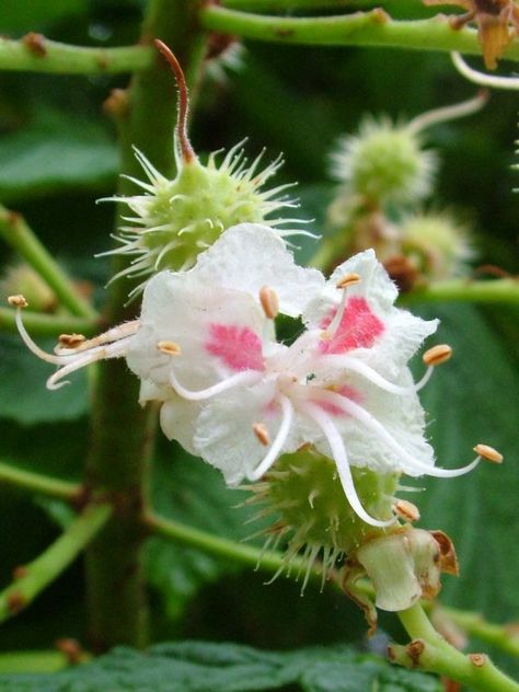 Chestnut bud - Horse chestnut flowers and conkers forming White Chestnut, Horse Chestnut Trees, Bach Flowers, Bach Flower Remedies, Horse Chestnut, Flower Remedy, Flower Close Up, Chestnut Trees, Chestnut Horse