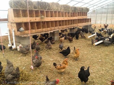 Large Scale Chicken Farming, Pasture Chickens, Chicken Housing, Chicken Shelter, Chicken Tunnels, Farm Marketing, Backyard Chicken Coop, Chickens In The Winter, Chicken Shed