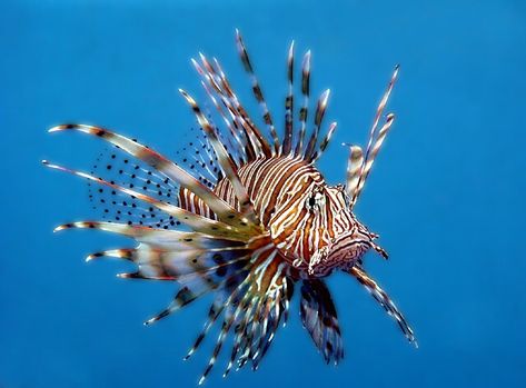 Ocean Sleeve, Aquatic Animal, Photo Course, Sea Creatures Art, Pretty Fish, Lion Fish, Marine Fish, Aquatic Animals, Figure Drawing Reference