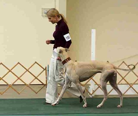 Streakrally happy tail position Greyhound Dog Rescue, Non Verbal Communication, Greyhounds Funny, Medical Website, Greyhound Rescue, Verbal Communication, Greyhound Adoption, Sight Hounds, Greyhounds Racing