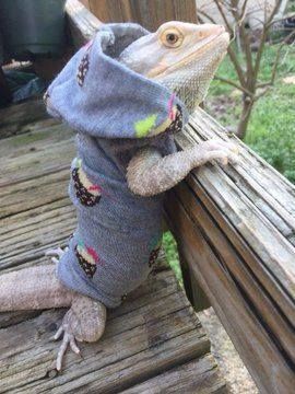 You Can Get Hoodies For Your Bearded Dragon And They Are Simply Adorable Dragon Clothes, Bearded Dragon Clothes, Dragon Fashion, Dragon Clothing, Cutest Picture Ever, Dragon Hoodie, Cute Minions, Guinea Pig Toys, Reptile Cage