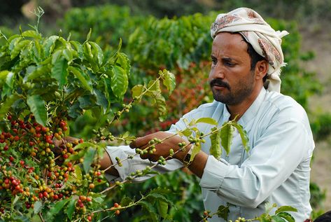 Yemen Coffee, Civet Coffee, Jamaican Blue Mountain Coffee, Types Of Coffee Beans, Blue Mountain Coffee, Bean Varieties, Expensive Coffee, Ethiopian Coffee, Brazilian Coffee