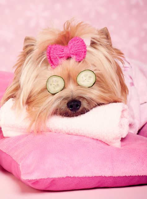 7 Puppies That Are Having A Better Spa Day Than You+#refinery29 Dog Grooming Shop, Dog Spa, Pet Spa, Dog Photoshoot, Pet Friendly Hotels, Yorkie Dogs, Yorkie Puppy, Super Cute Animals