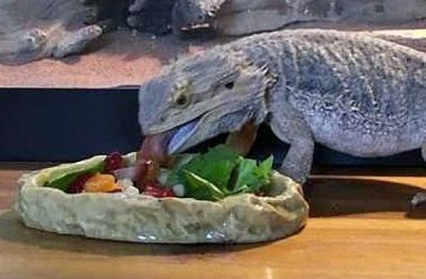 Bearded Dragon Salad, Bearded Dragon Food List, Bearded Dragon Care Sheet, Diy Bearded Dragon Enclosure, Bearded Dragon Clothes, Dragon Food, Bearded Dragon Diy, Bearded Dragon Terrarium, Bearded Dragon Enclosure