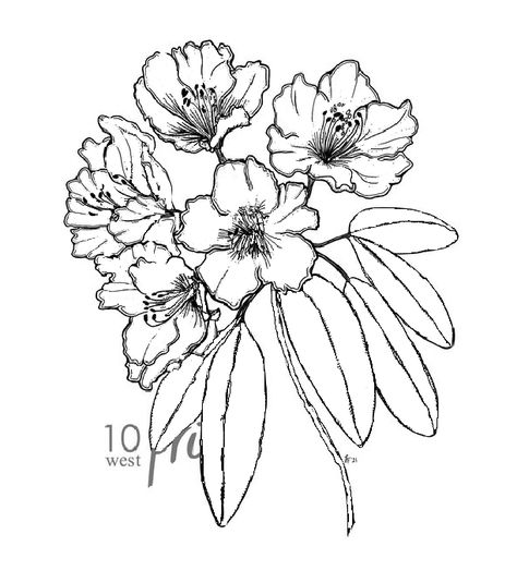 Rhodendron Tattoo, Coast Rhododendron Tattoo, Rhodedendrum Tattoo, Rhododendron Drawing, Rhododendron Tattoo, Bush Drawing, Paint Projects, Tattoo Inspo, Flower Illustration