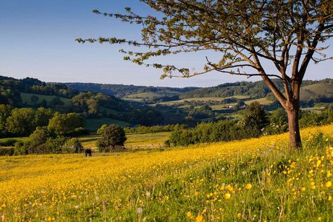 Gloucestershire Cotswold Way, Image Nature, English Countryside, Picture Library, Nature Reserve, Pretty Places, Photo Wallpaper, Perfect Wallpaper, Nature Pictures