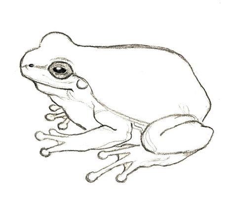 Frosch Illustration, Frog Sketch, Frog Wallpaper, Frog Illustration, Frog Tattoos, Frog Drawing, Glass Frog, Pencil Drawings Easy, Easy Life