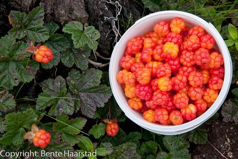 Wild cloud berry picking in Norway. Cloud Berries, Triune God, Types Of Berries, Tummy Yummy, Norwegian Food, Harvest Basket, Berry Picking, Wild Berries, Home Grown Vegetables