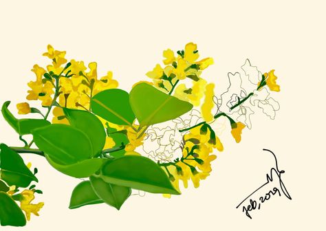 Myanmar famous flower called Padouk-Pan bloom in the time of Myanmar Thingyan Festival on April 13. Thingyan Flower, Padauk Flower Drawing, Thingyan Festival Design, Padauk Flower Myanmar, Padauk Flower Illustration, Myanmar Thingyan Festival, Water Festival Myanmar Design, Water Festival Myanmar Cartoon, Padauk Flower