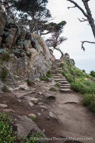 Cypress Grove Trail & Allen Memorial Grove in Point Lobos - California Through My Lens California Trail, Cypress Grove, California Hikes, Cypress Trees, Forex Strategy, Relax Time, Get Excited, California Travel, Stunning View