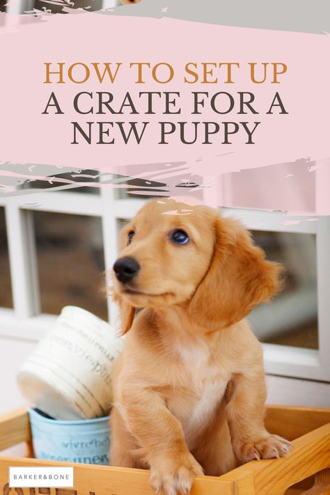 How exciting, you’re getting a new puppy! You will definitely need a crate for him/her. Not only do they double as transport in the car, they're a great way to show your puppy their safe space. Pamper your dog or puppy with our luxury designer dog accessories & products! Dog collars & leashes, matching bow ties, rope leashes & hand stamped ID tags from Barker & Bone Puppy Crate Setup, Getting A New Puppy, Designer Dog Accessories, Dog Bedroom, Green Dog Collar, Dog Collar Charms, Personalized Leather Dog Collar, Puppy Crate, Luxury Dog Collars