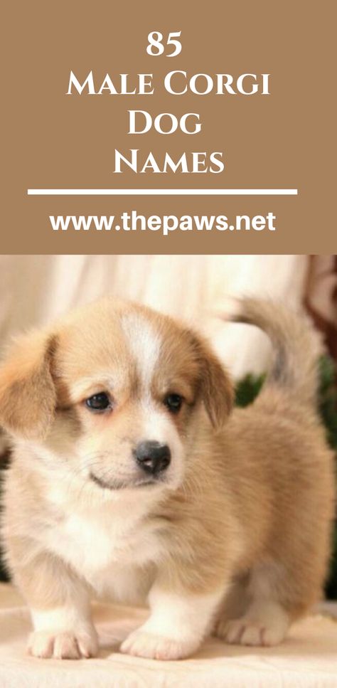 In this article, we are going to help you pick the best male dog name for your Corgi puppy. #dognames #maledognames #malecorginames #corginames #malecorginames #corgidogs #dogs #pets #paws Best Female Dog Names, Boy Puppy Names, Puppies Names Female, Merle Corgi, Small Dog Names, Black Corgi, Corgi Puppies For Sale, Corgi Names, Dog Names Unique