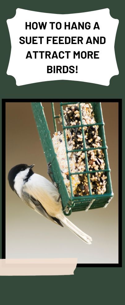 If you’re looking to increase the bird population in your backyard through a feeder – our How To Hang A Suet Feeder Guide is for you. Suet Holder Diy, Bird Feeder Baffle, Bird Feeders For Kids To Make, Bird Feeder Hangers, Squirrel Baffle, Suet Bird Feeder, Bird Feeder Plans, Suet Cakes, Bird Feeder Poles