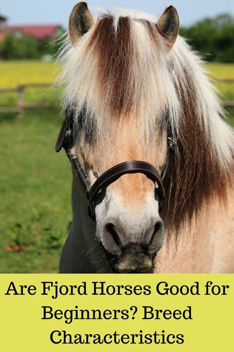 Norwegian Fjord Horse, Different Horse Breeds, Fjord Horse, Horse Facts, Horse Info, Big Horses, Horse Equipment, Horse Farms, Horse Care