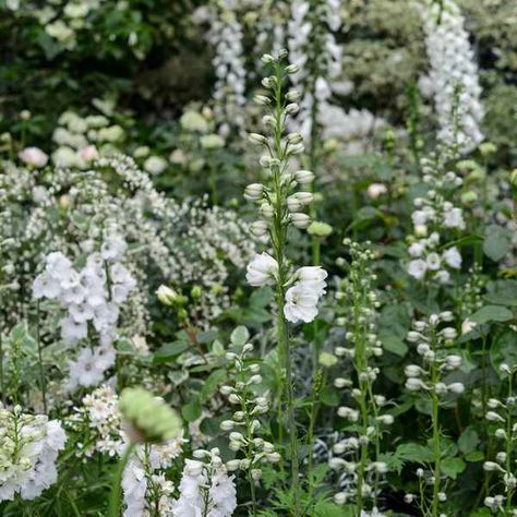 Plants for a white border White Planting Schemes, White Flower Border, Nemesia Flowers, Silver Bed, Full Sun Annuals, White Flowers Garden, White Flowering Plants, Moonlight Garden, French Country Garden