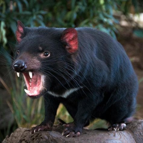 Tasmanian Devil Cartoon, Australian Mammals, Images Hello Kitty, Wild Animals Photography, Australia Animals, Australian Wildlife, Beautiful Dog, Animale Rare, Tasmanian Devil