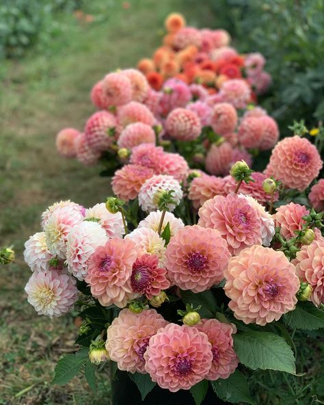 If you’re looking for a beautiful dusty peach dahlia then look no further. Breannon is a lovely cut flower with a high petal count and maintaining a tight center throughout the season. We love this one in so many colour palettes: - soft elegant weddings with peaches, salmons and pink - rich autumnal palettes with burgundy, gold, red, peach and orange - pretty watermelon, pink and peach palettes - even purples blend nicely with breannon due to the flush in the middle of the flower The 7th pho... September Flowers In Season, Peach Dahlia, Wedding Palettes, Flowers Australia, Peony Colors, Cut Flower Farm, September Flowers, Dusty Peach, Peach Palette