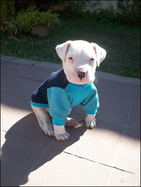 Dog Argentino, Dogo Argentino Dog, Dream Dog, Dogs Love, Pitbull Puppies, White Dog, Pitbull Dog, Dog Puppy, Animals Friends