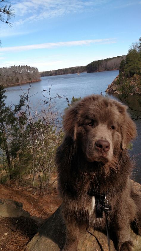 Brown Newfoundland Puppy, Landseer Newfoundland Dog, Newfoundland Puppy Grey, Big Dog Breeds Gentle Giant, Big Brown Dog, Brown Newfoundland Dog, Big Fluffy Dogs, Newfoundland Dog Brown, Bear Dog