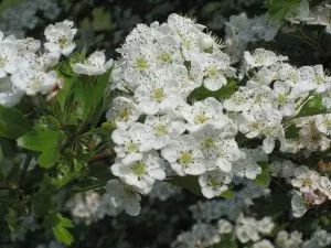 Irish Plants, Crataegus Monogyna, About Trees, Holly Tree, Mountain Ash, Moon Garden, And July, Beautiful Sites, Medicinal Herbs