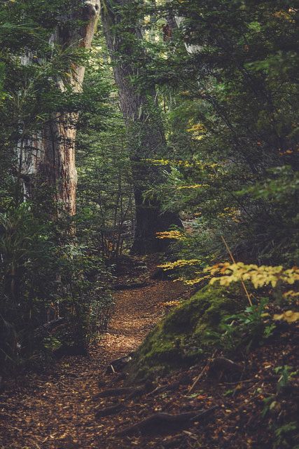 Forest Path, Have Inspiration, Beautiful Forest, Forest Photography, Walk In The Woods, Enchanted Forest, Pretty Places, Schmidt, In The Woods