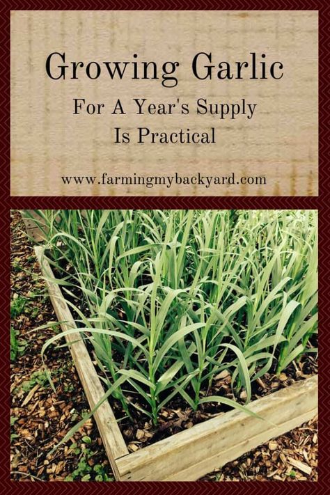 Planting Garlic, Growing Garlic, Types Of Herbs, Organic Vegetable Garden, Garlic Bulb, Aloe Vera Plant, Organic Gardening Tips, Organic Vegetables, Growing Herbs