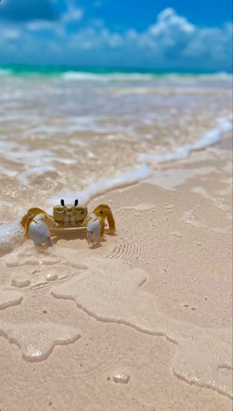 a little tan baby crab half in the water on the beach in the bahamas with a blue sky in the background Peaceful Photos, Sea Turtle Wallpaper, Crabs On The Beach, Beach Animals, Beach Collage, Wallpaper Ocean, Beach Wall Collage, Ocean Turtle, Sea Pictures