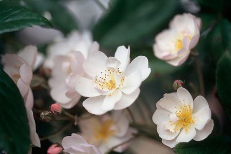 Rosa 'Wedding Day' | gardenersworld.com Climbing Flowers Trellis, Climbers For Shade, Urban Gardening Balcony, Plants For Shady Areas, Shade Loving Flowers, Climber Plants, Gardeners World, Shade Loving Perennials, Climbing Flowers