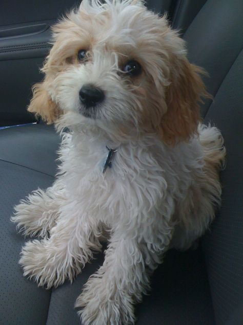 Cavapoo - Our Millie cutest puppy ever!! White Cavapoo, Micro Poodle, Dogs Photos, Cutest Puppy Ever, Teddy Bear Dog, Cutest Puppy, Cavapoo Puppies, Really Cute Dogs, Happy Puppy