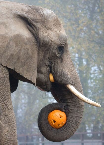 Content in a Cottage Halloween Zoo, Elephants Never Forget, Nature Tour, Elephant Love, Pictures Of The Week, African Elephant, An Elephant, A Pumpkin, Beautiful Creatures