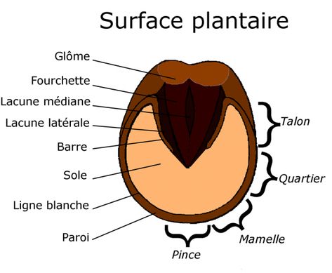 Le pied, son anatomie et ses pathologies | Maréchalerie Neuffer Equine Massage, Abstract Horse Art, Horse Lessons, Paddock Paradise, Horse Saddle Pads, Horse Anatomy, Abstract Horse, Pony Club, Horse Health