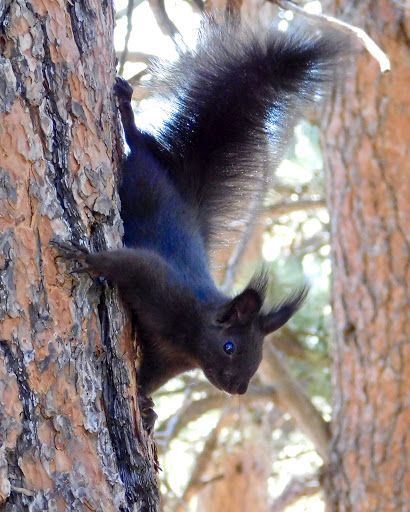 Colorado Wildlife, Black Squirrel, Squirrel Funny, Give And Take, Flying Squirrel, Fabric Embellishment, Red Squirrel, Squirrels, Larp