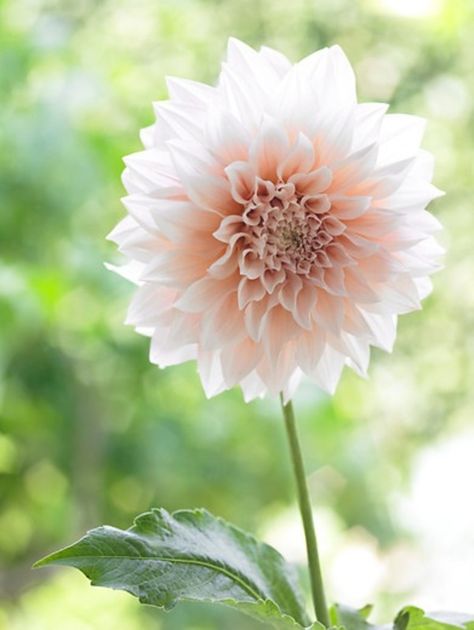 Huge and magnificent creamy blossoms! Award-winning Dahlia 'Cafe Au Lait' makes quite an impression on onlookers with its profuse and magnificent creamy blossoms tinged with peachy-light pink overtones. Dangerous Beauty, Wedding Feast, Summer Bulbs, Gardens Flowers, Dahlias Garden, Pink Dahlia, Hope Valley, Gladioli, Plant Combinations