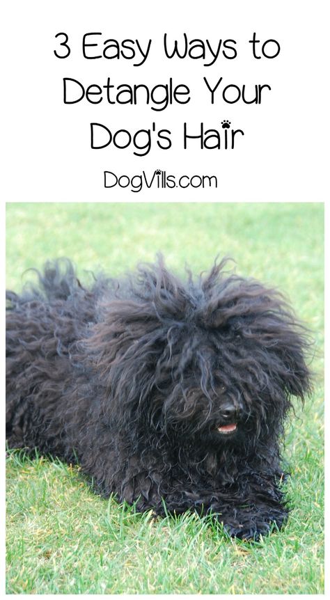 Matted Dog Hair, Mop Dog, Dog Grooming Diy, Puli Dog, Hypoallergenic Dog Breed, Poodle Hair, Unique Dog Breeds, Dog Remedies, Dog Grooming Tips