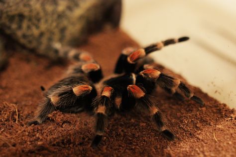 Mexican Redknee Tarantula, Mexican Red Knee Tarantula, Red Knee Tarantula, Pet Tarantula, Street Punk, Animal Study, Hogwarts Mystery, Pets 3, Creepy Crawlies