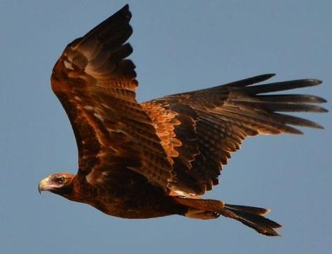 Wedgetail Eagle Wedge Tailed Eagle Tattoo, Wedgetail Eagle, Wedged Tail Eagle, White Tailed Sea Eagle, Wedgetail Eagle Australia, Golden Eagle Flying, Wedge Tailed Eagle, Eagle Silhouette, Raptors Bird