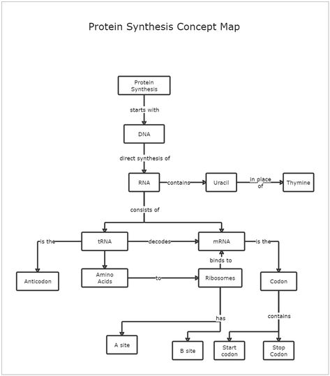 This Protein Synthesis Concept Map Template depicts the process of protein synthesis. A Protein Synthesis Concept Map Template defines transcription and translation, representing the transfer of genetic instructions from DNA to mRNA in the nucleus. Synthesis is known as combining two or more compounds to create something new. Concept maps can help students visualize the steps involved in any synthesis process they need to describe. Begin with this protein synthesis concept map template and modif Transcription And Translation Notes, Protein Synthesis Notes, Protein Synthesis Activity, Cell Biology Notes, Concept Map Template, Biology Poster, Concept Maps, Mind Map Template, Transcription And Translation