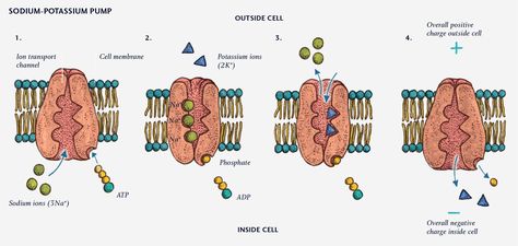 The sodium-potassium pumpThe sodium-potassium pump creates the resting potential by pumping more sodium ions (Na+) out of the cell than it pumps potassium ions (K+) into the cell. The resulting... Resting Potential, Membrane Potential, Sodium Potassium Pump, Human Heart Anatomy, Heart Anatomy, Biology Notes, Cell Biology, Study Aesthetic, Cell Membrane