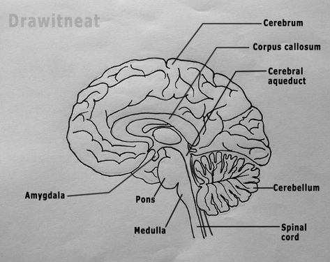 DRAW IT NEAT : Nervous system Drawing Of Brain, Brain Drawing Simple, Draw A Brain, Human Brain Drawing, Human Brian, Drawing Biology, Tutorials On Drawing, Human Skeleton Model, Brain Diagram