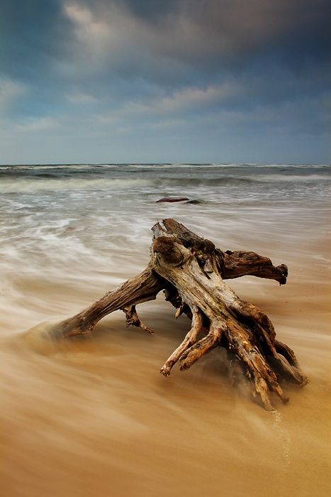 Baltic Sea cost, Poland. By Marcin Matecki Driftwood On Beach, Green Era, Travel Cambodia, Driftwood Beach, Ocean Pictures, Sea Coast, Wroclaw, Gdansk, Beach Living