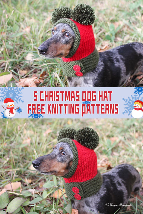 5 Christmas Dog Hat Knitting Patterns - FREE - iGOODideas.com Knitted Dog Hats Free Pattern, Winter Hat Crochet Pattern Free, Dog Beanie Pattern, Hat Knitting Patterns Free, Crochet Dog Hat Free Pattern, Knitted Dog Hat, Dog Hat Pattern, Christmas Dog Hat, Knitting Patterns For Dogs