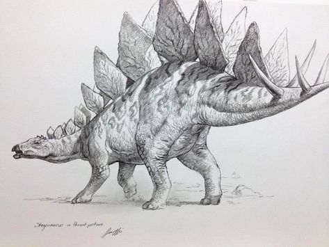 Stegosaurus Drawing, Dino Drawing, Dinosaur Sketch, Dinosaur Tattoos, Dinosaur Images, Dinosaur Drawing, Jurassic World Dinosaurs, Bird Of Prey, Prehistoric Art