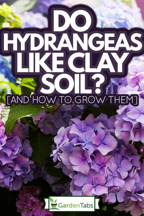 Do Hydrangeas Like Clay Soil? [And How To Grow Them] Bigleaf Hydrangea, Hydrangea Varieties, Smooth Hydrangea, Climbing Hydrangea, Planting Hydrangeas, The Gardener, Soil Layers, Butterfly Bush, Ground Cover Plants