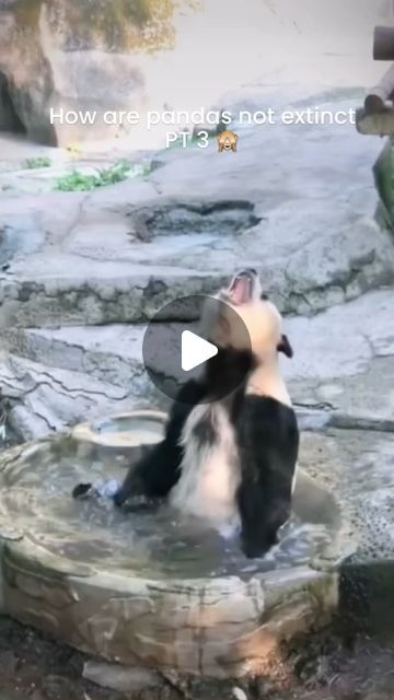 Funny Panda Pictures, Funny Animal Clips, Expressive Faces, Baby Panda Bears, Climbing Trees, Amazing Animal Pictures, Panda Funny, Big Animals, Animal Antics