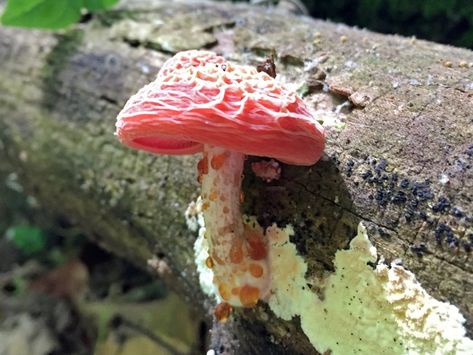 Interesting Mushrooms, Cool Mushrooms, Peach Mushroom, Mushroom Reference, Mushroom Types, Osc Oc, Wrinkled Peach Mushroom, Nature Mushroom Aesthetic, Rivers And Mountains