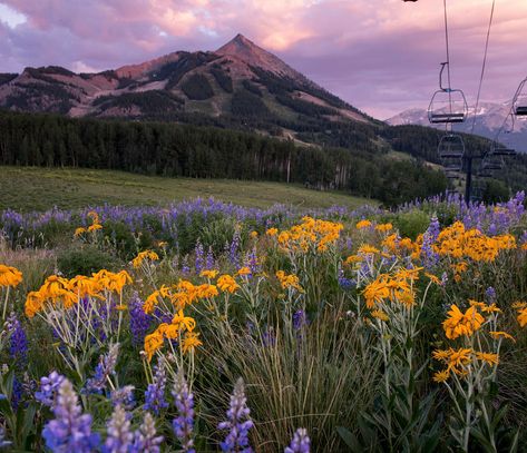 Hike in Crested Butte for an Unforgettable Wildflo | Crested Butte Mountain Resort Colorado Hikes, Crested Butte Colorado, Painting Reference, Indian Paintbrush, Alpine Meadow, Hiking Spots, Hiking Destinations, Crested Butte, Colorado Mountains