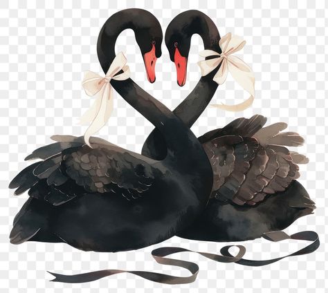 Cute Png Aesthetic Transparent, Black Swan Illustration, Black Swan Aesthetic, Swan Illustration, Instagram Backgrounds, Swan Aesthetic, Black Coquette, Black Swans, Antique Aesthetic