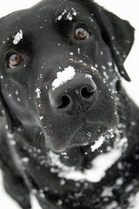 Labrador Noir, 10 Interesting Facts, Psy I Szczenięta, Black Labrador, Blue Heeler, Black Lab, Animal Tattoos, Black Dog, Beautiful Dogs