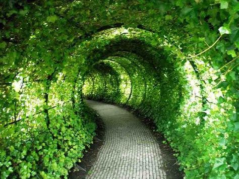 vine tunnel Cattle Panels, Garden Beautiful, Plants Growing, Beautiful Yards, Castle Garden, Secret Gardens, The Secret Garden, Backyard Ideas, Garden Paths